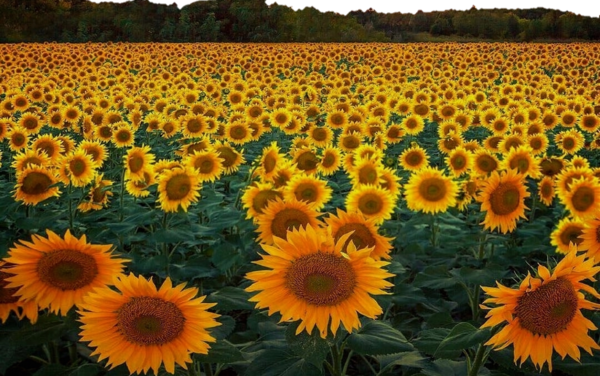 tube png tournesol sunflower 